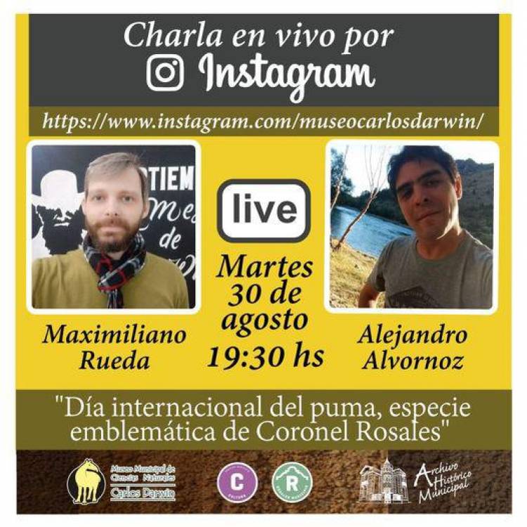 Se organiza una charla por Instagram por el Día Internacional del Puma, especie emblemática de Coronel Rosales