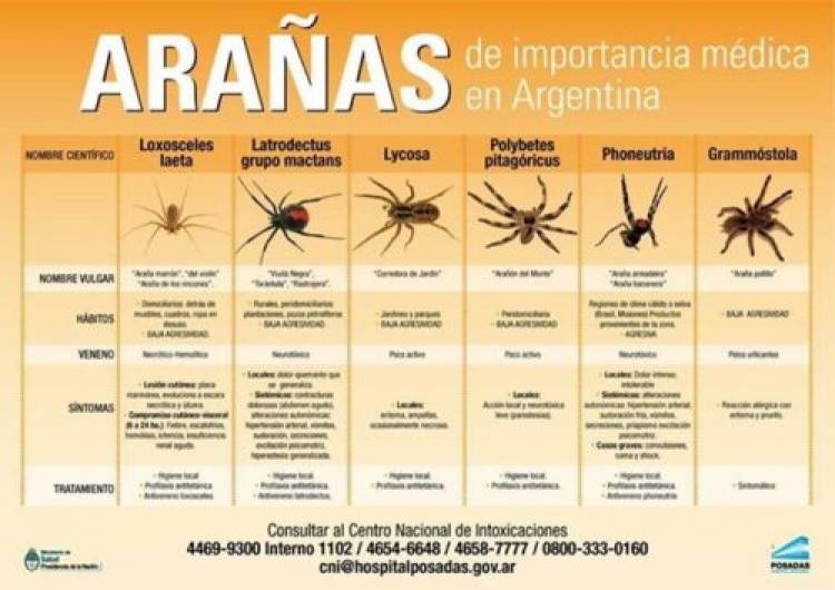 Consejos de Protección Ciudadana en caso de aparición de serpientes, arañas o escorpiones 