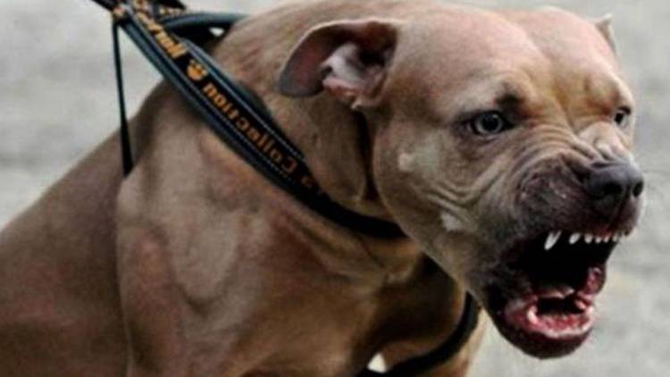 Una vecina de nuestra ciudad fue atacada por dos perros acompañados por su dueño