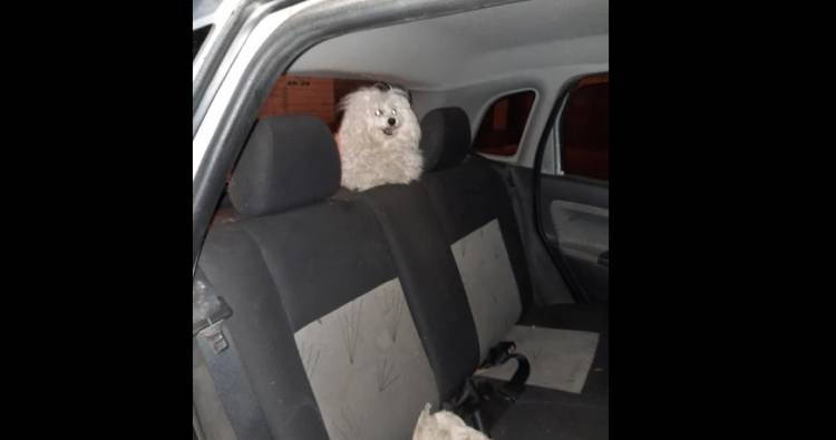 Bomberos Voluntarios rescataron a un perro del interior de un vehículo estacionado
