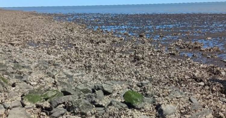 Se realizaron avances en el proyecto de investigación sobre las ostras en la costa rosaleña