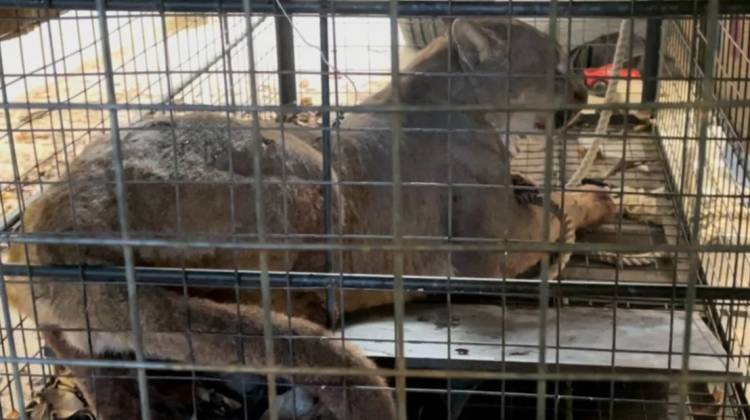 Capturaron a un puma suelto en un barrio de nuestra ciudad