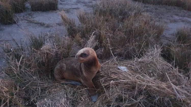 Rescataron a un lobo marino en la zona del puente negro de Villa del Mar