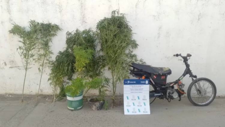 Allanamiento positivo, una moto secuestrada, 8 plantas de marihuana y un detenido