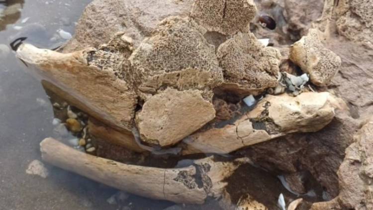 Descubren nuevos restos fósiles en las costas de Pehuen Co