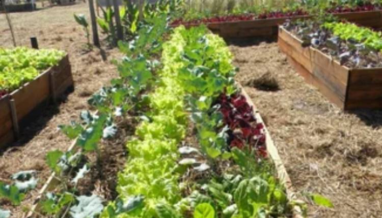 Se realizan gestiones para ampliar el desarrollo de Prohuerta a nivel local