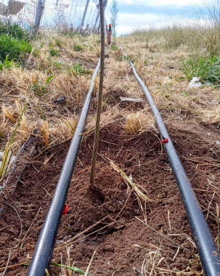 Plantaron una cortina forestal frente al basural de Punta Alta