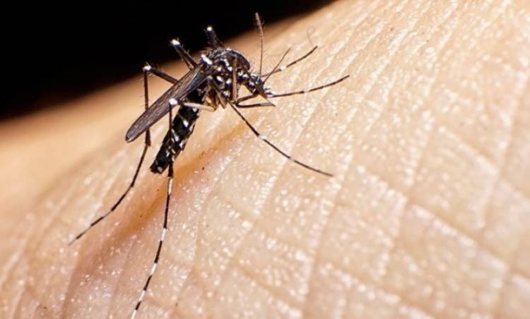 El 80 por ciento las obras sociales no cubre la vacuna contra el dengue