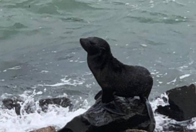 Un lobo marino en Arroyo Pareja