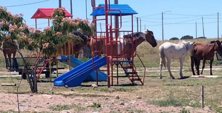 Caballos ocuparon la Plaza de las Infancias recientemente inaugurada por Kicillof
