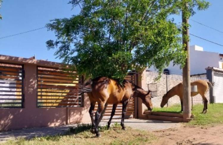 “A partir del 1 de enero vamos a empezar a secuestrar a los animales sueltos”, afirmaron desde Defensa Civil