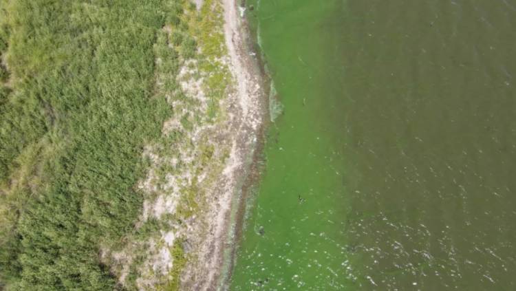 ABSA informa que habrá baja presión o falta de agua en Punta Alta por incremento de algas en el dique