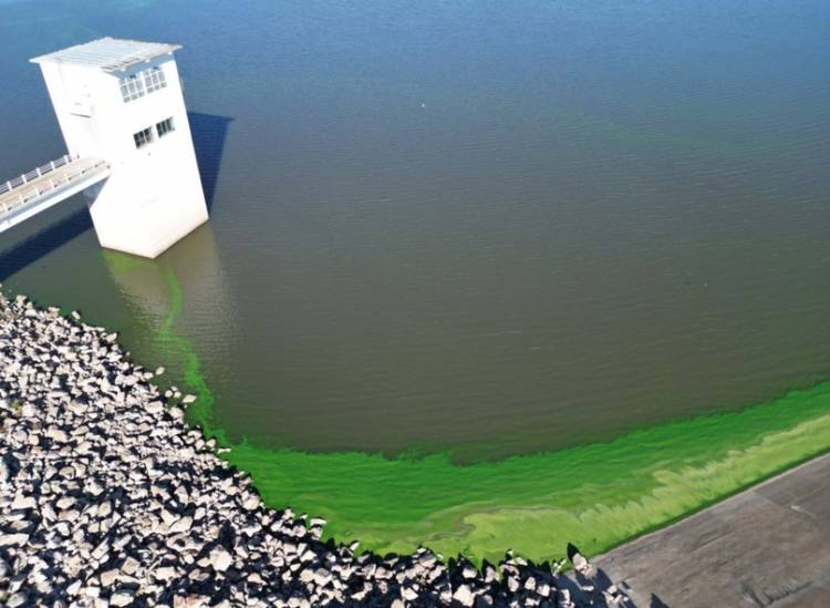 Problema latente por las algas: así están las aguas del dique Paso de las Piedras
