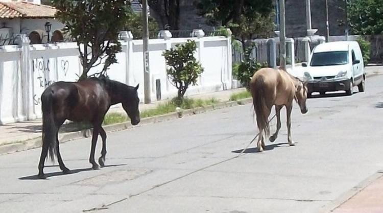 El Municipio asegura que se hacen operativos “todos los días” ante la presencia de animales sueltos