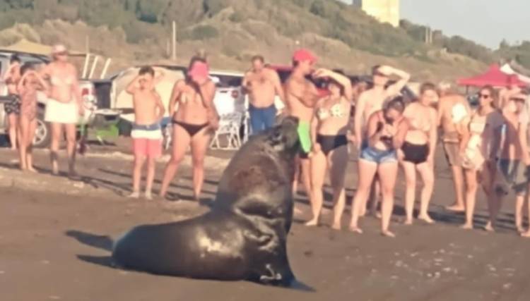 Buscan prohibir el acercamiento humano a animales marinos en playas bonaerenses