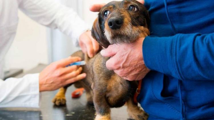 Este jueves habrá vacunación antirrábica gratuita en el Quirófano Veterinario