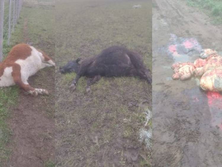 Preocupación de productores rosaleños por los casos de abigeato