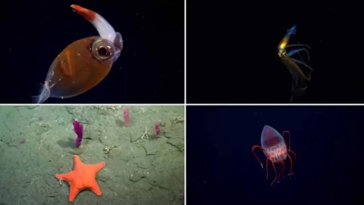 Una nueva expedición explorará los cañones submarinos de Bahía Blanca y Almirante Brown