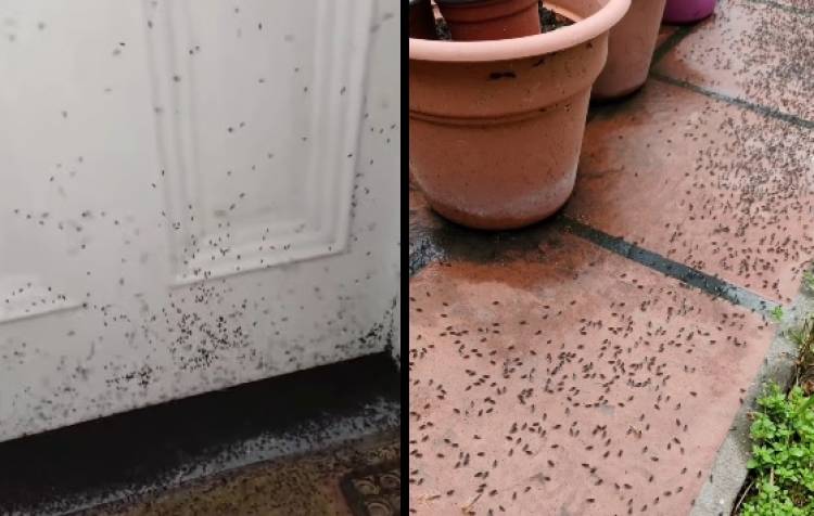En Pehuen Co vecinos aseguran que hay una invasión de moscas