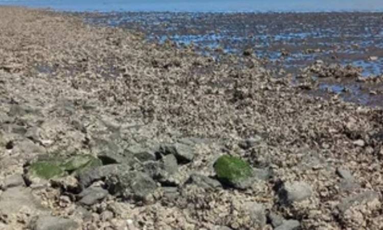 Proyecto para salsa de ostras: aclaran que no usarán las de Arroyo Pareja