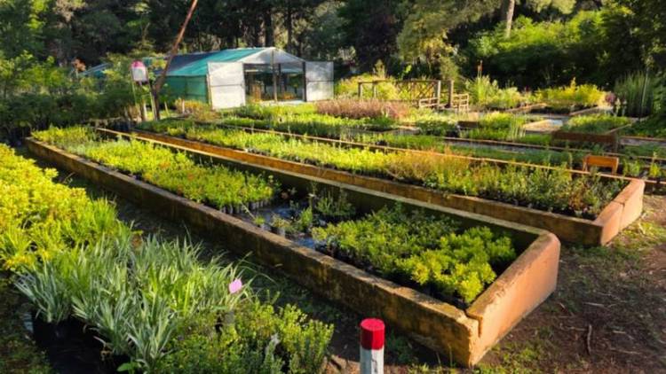 El vivero municipal de Pehuen Co es una pausa verde para este verano