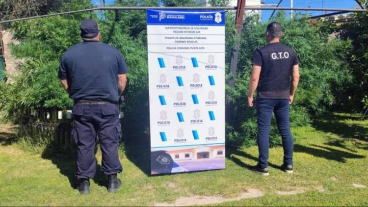 Buscaban a un hombre para una evaluación psiquiátrica y le encontraron plantas y frascos de marihuana
