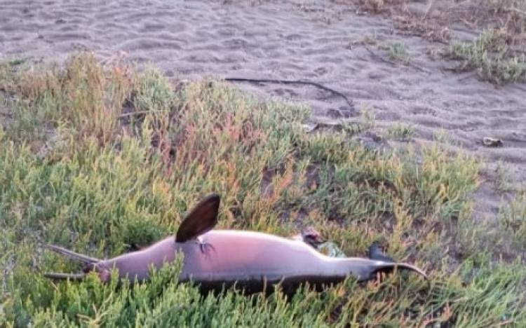 Encontraron un ejemplar de delfín franciscana muerto en la costa de Villa del Mar