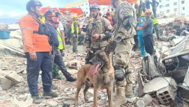 Un perro de rescate de la Armada Argentina encontró a dos nenes con vida en Venezuela