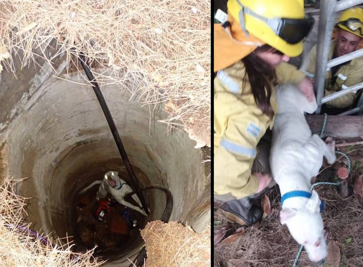 Bomberos Voluntarios de Pehuen Co rescataron a un perro que había caído a un pozo