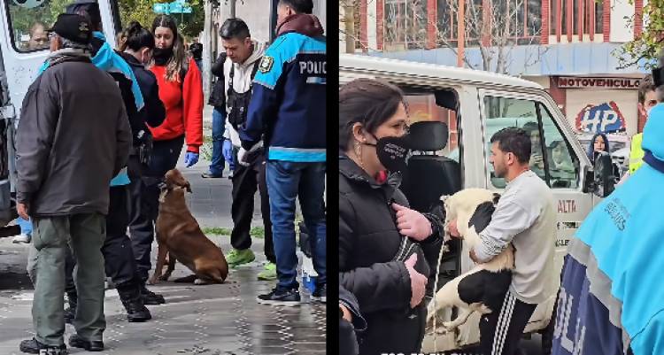 Allanamiento en 9 de Julio al 400 para rescatar a perros en estado de hacinamiento